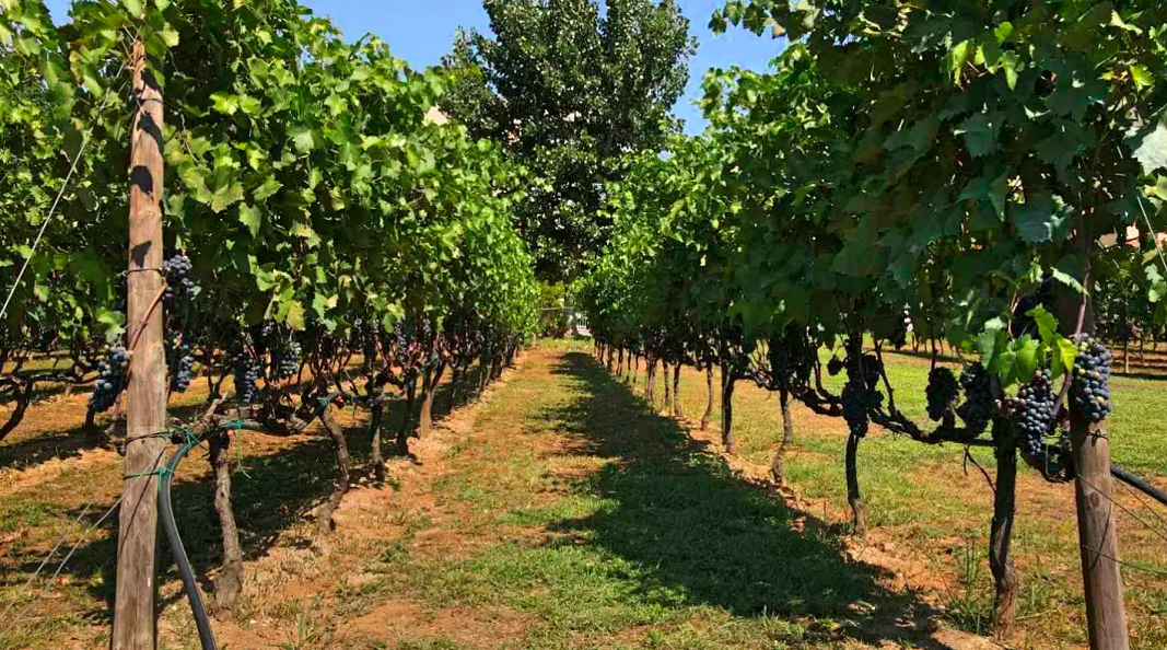 Αστικός αμπελώνας Θεσσαλονίκης: Η πρώτη δημοπρασία κρασιών για φιλανθρωπικό σκοπό