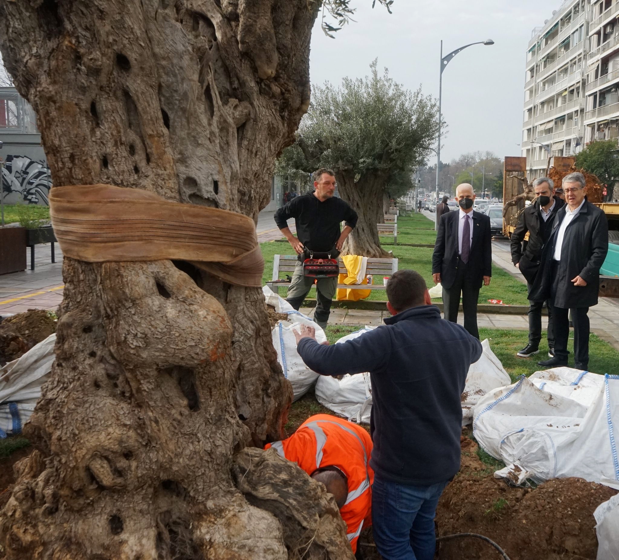 Στην οδό Αγγελάκη τα δύο νέα ελαιόδεντρα - Παρουσία Ζέρβα και Ανδρεάδη η τοποθέτηση