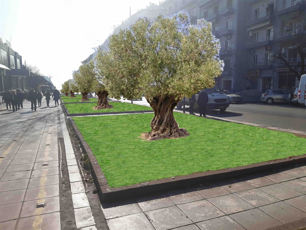 Τριάντα υπεραιωνόβια ελαιόδεντρα στην οδό Αγγελάκη σε αντικατάσταση επικίνδυνων δέντρων (λεύκες)