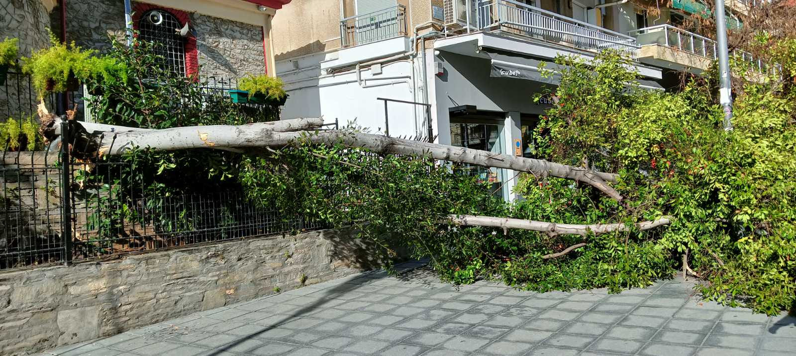 Ενημέρωση σχετικά με τις πτώσεις δένδρων που σημειώθηκαν στις 19/1/2023